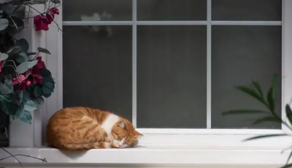 家有恶猫第一季