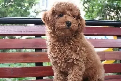 为何泰迪犬越长越“丑”?探究其变化之源 为何泰迪犬越长越“丑”?探究其变化之源