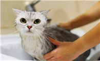猫多久洗一次澡比较好