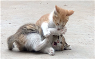 家里猫打架怎么办