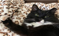 猫故意踩你一脚过去