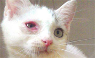 猫的眼睛红肿流泪是什么症状