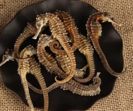 海龙和海马的功效 海龙和海马的功效