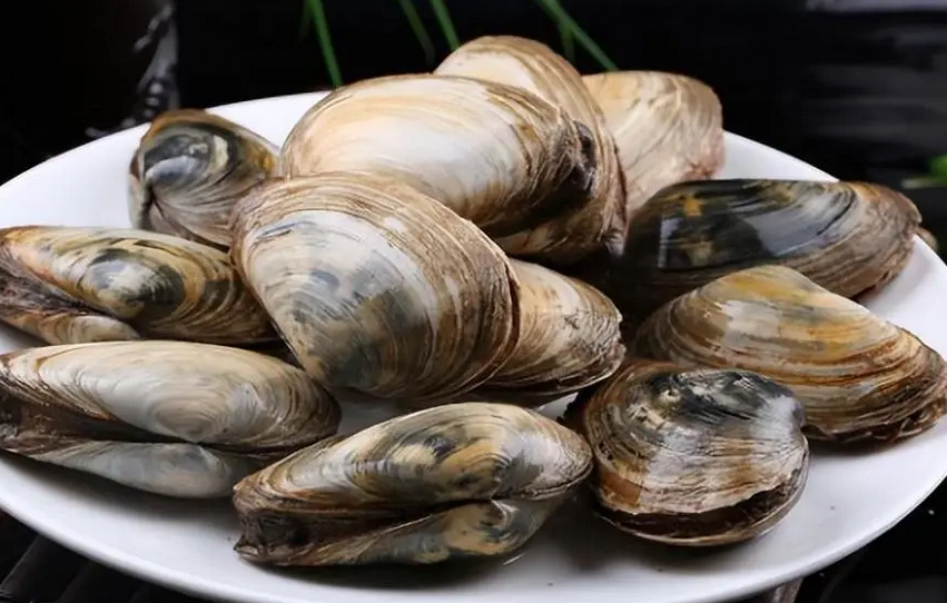 河蚌肉多少钱