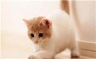 家里猫尿味很大 怎么除臭