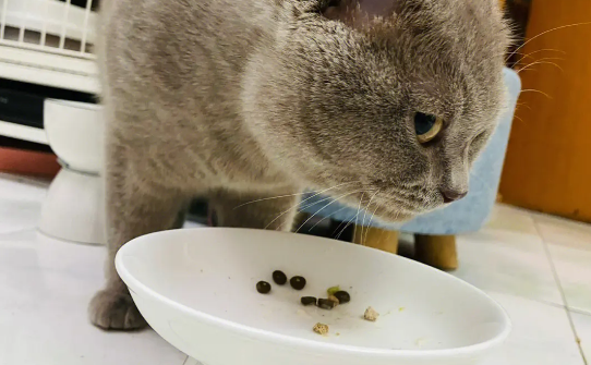 纽粹臣猫粮推荐买吗,看看它的优势有哪些 纽粹臣猫粮推荐买吗,看看它的优势有哪些