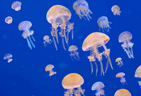 水母是生物吗