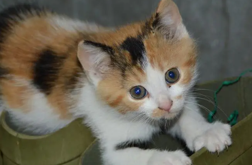 抱猫姿势全攻略 愉快撸猫必看