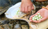 河蚌怎么培养珍珠