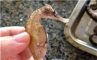 海龙是海马吗