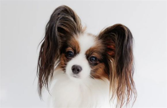 最干净最好养的小型犬排名