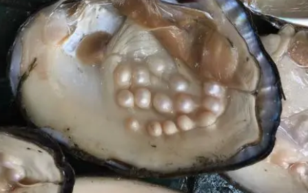 珍珠蚌一般在哪里 珍珠蚌一般在哪里