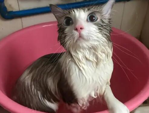 家猫多久洗一次澡 家猫多久洗一次澡