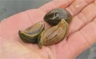 水蛭治疗脑血拴