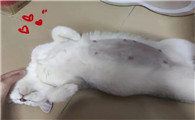 猫怀孕50天不见肚子