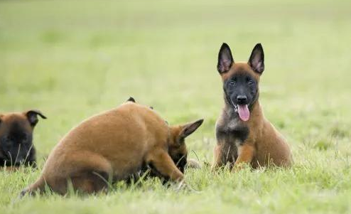 马犬和德牧的有什么区别呢？一起来看看