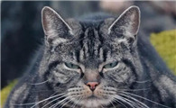 猫的性格取决于主人