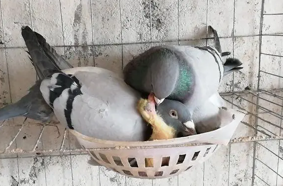 鸽子的孵化期