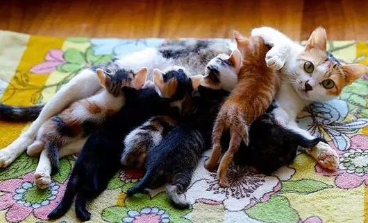猫多久下完崽 猫多久下完崽