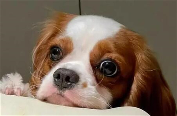 狗狗不听主人的话怎么办？一起看过来！