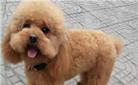 冷知识！泰迪断尾和不断尾，区别大吗？