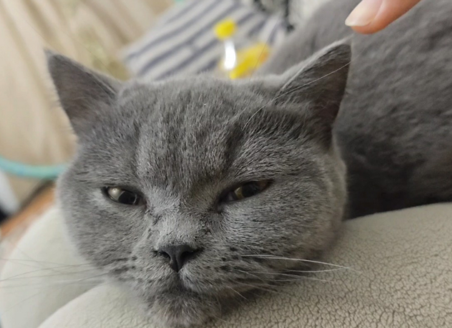 猫耳朵里长耳螨图片 猫耳朵里长耳螨图片
