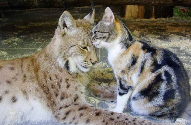 家猫和猁可以杂交吗
