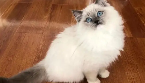捡来的猫咪怎么看年龄 捡来的猫咪怎么看年龄