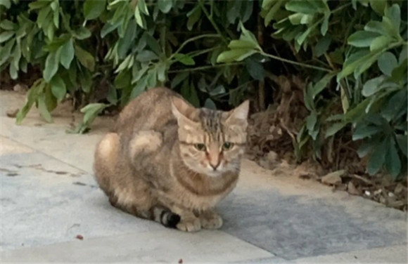 家庭养猫的风水 家庭养猫的风水