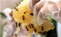 蜜蜂的饲养方法