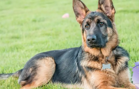德牧成犬营养全攻略：精选食材与均衡饮食秘籍