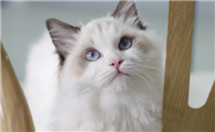 猫的头七有什么讲究