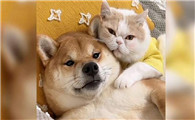 猫和狗哪个粘人一些