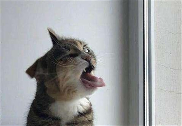猫对狐臭的反应 猫对狐臭的反应