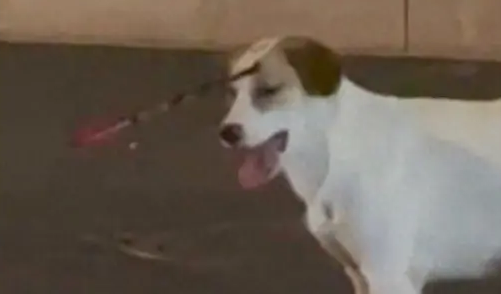 狗狗头上被射中一支箭,太警惕跑掉了,再找到时已被射死! 狗狗头上被射中一支箭,太警惕跑掉了,再找到时已被射死!