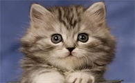 猫的眼睛有很多眼屎和泪水怎么回事