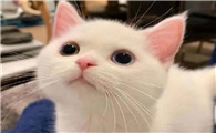 家里养猫满屋子猫毛怎么消除