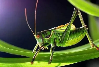 蝈蝈是虫子吗