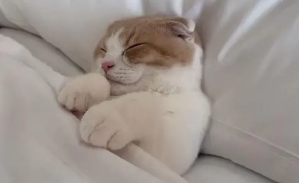 猫发出咕噜咕噜的声音是为什么 猫发出咕噜咕噜的声音是为什么