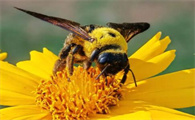 蜜蜂的生物习性