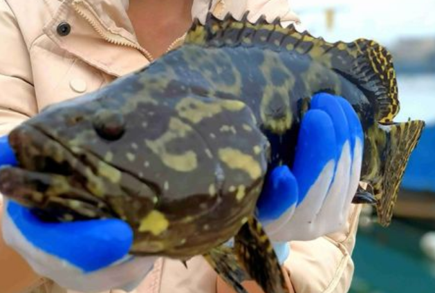 海口石斑鱼价格 海口石斑鱼价格