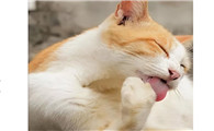 猫刚吃完饭能逗着玩吗