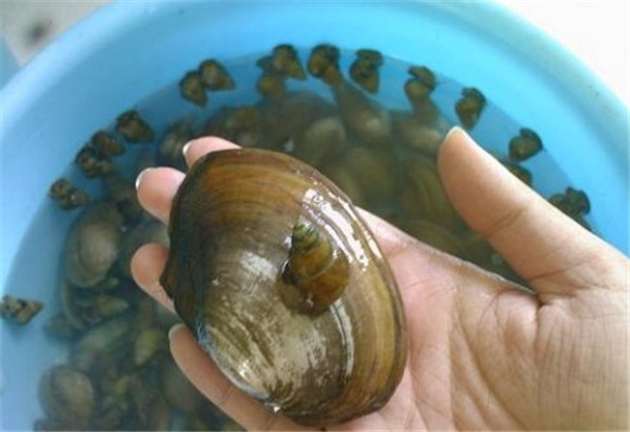 水蚌能净化水吗 水蚌能净化水吗