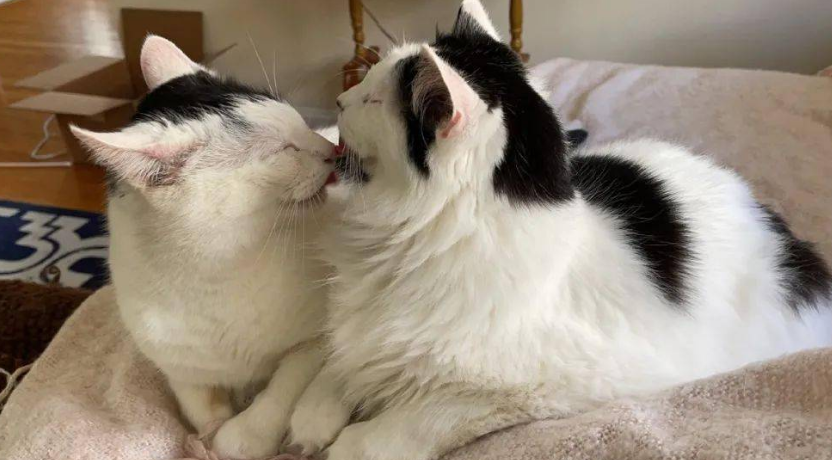 猫互舔毛是什么意思啊