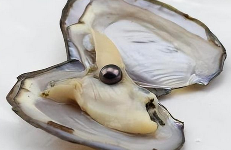 河蚌生长在哪里