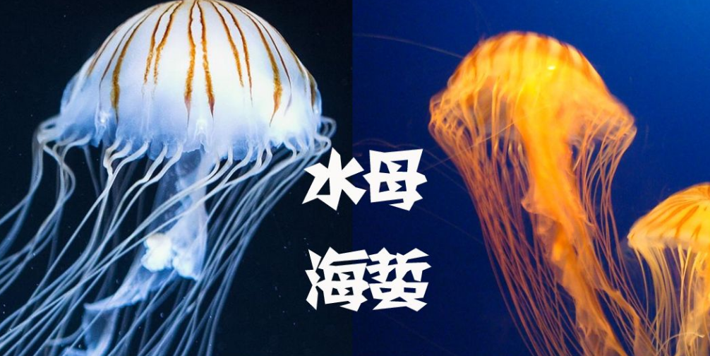 海蜇与水母区别