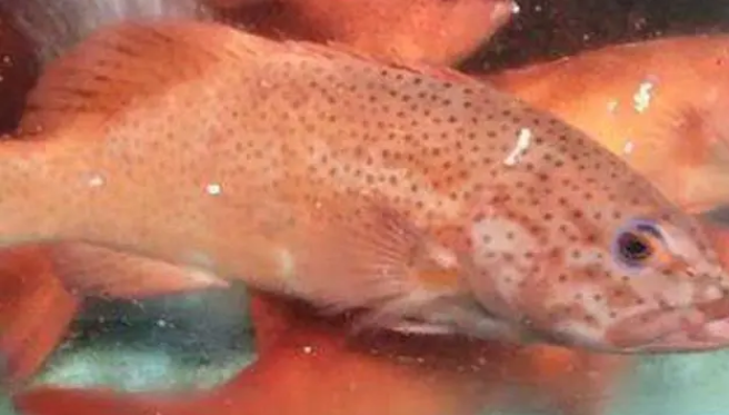 东星斑是不是石斑鱼