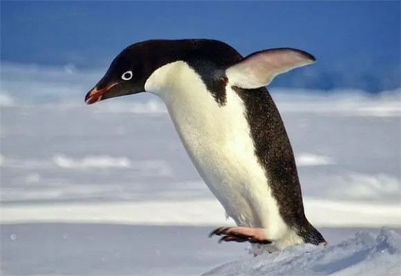 企鹅的消化系统
