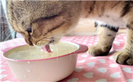 猫喝了菜汤怎么办