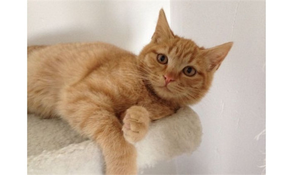 家猫有必要打疫苗吗